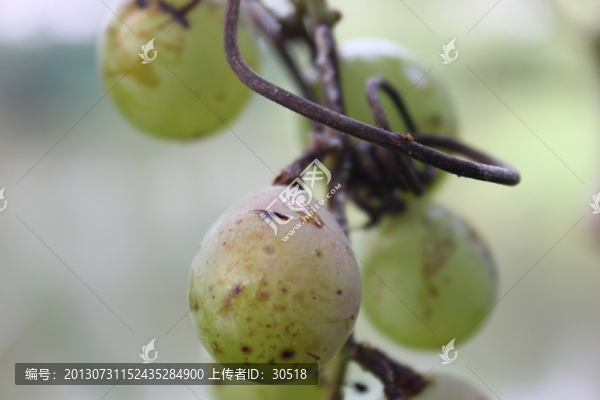生病的葡萄