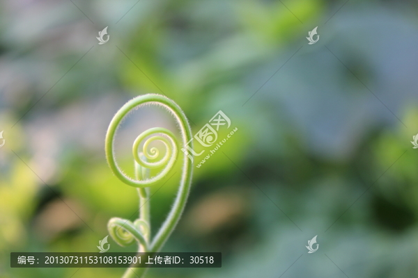 藤蔓