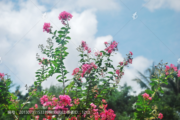 紫薇花,園藝花