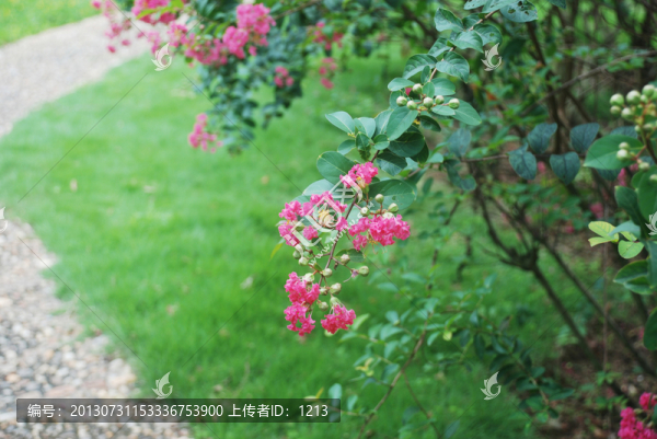 紫薇花,園藝花