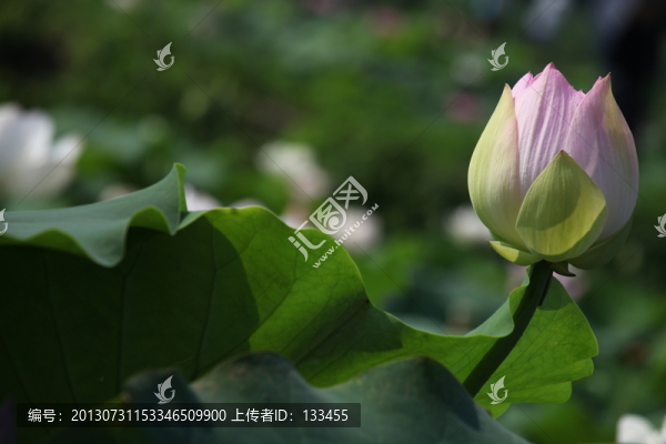 荷花