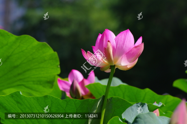 荷花