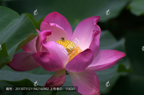 荷花
