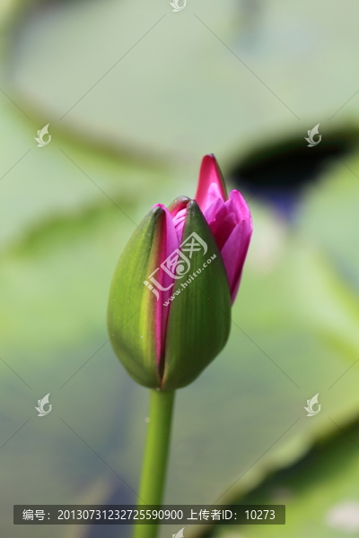 含苞欲放的睡蓮