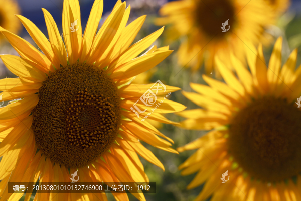 葵花