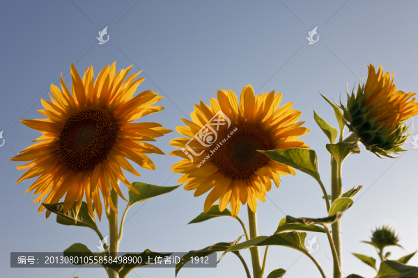 葵花
