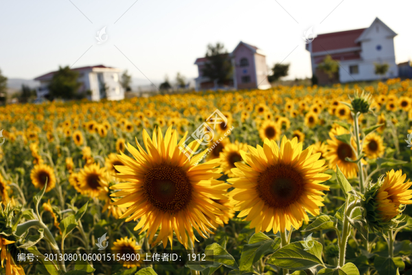 葵花