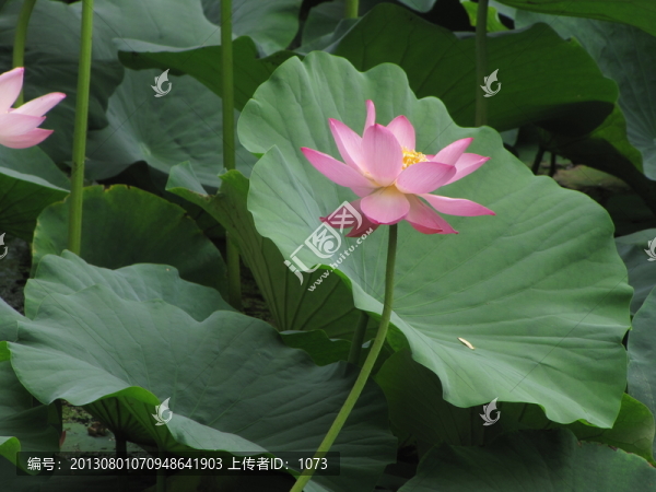 南開紅荷