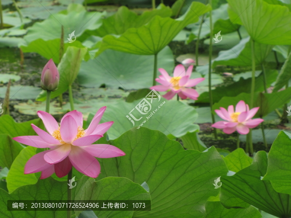 南開紅荷