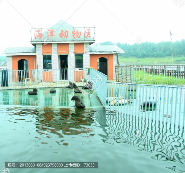 南戴河夏季黃金海岸海灘海洋動物