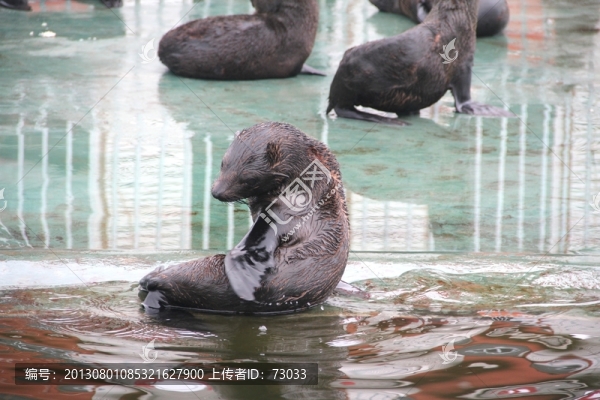 海獅