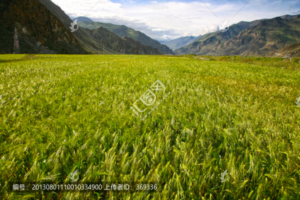 青稞田
