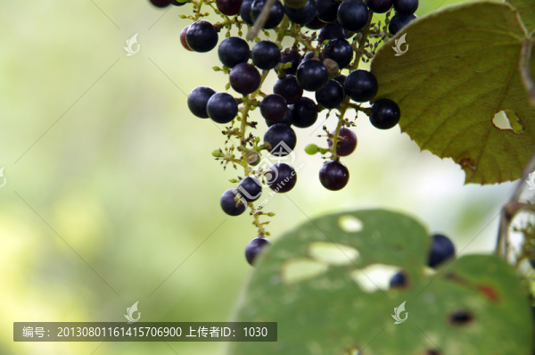 葡萄