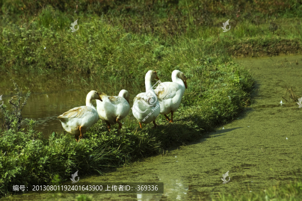 白鵝