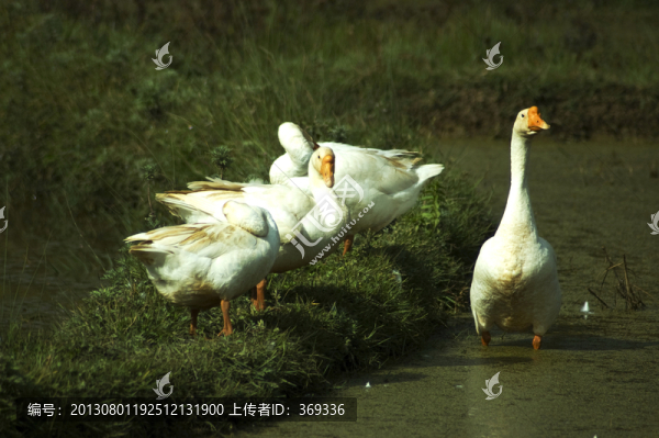 白鵝