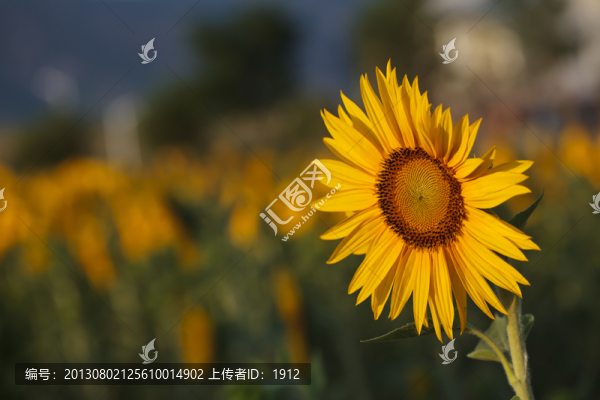 葵花