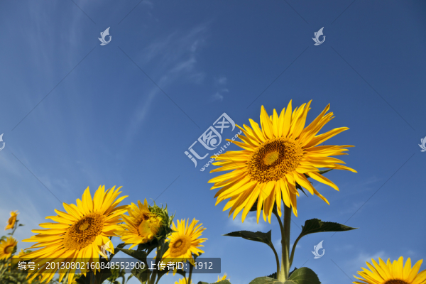 葵花