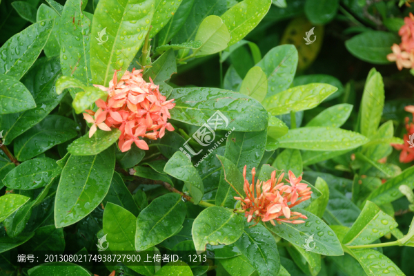 鮮花