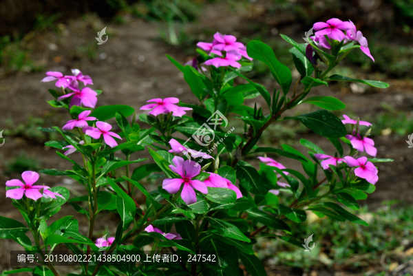長春花