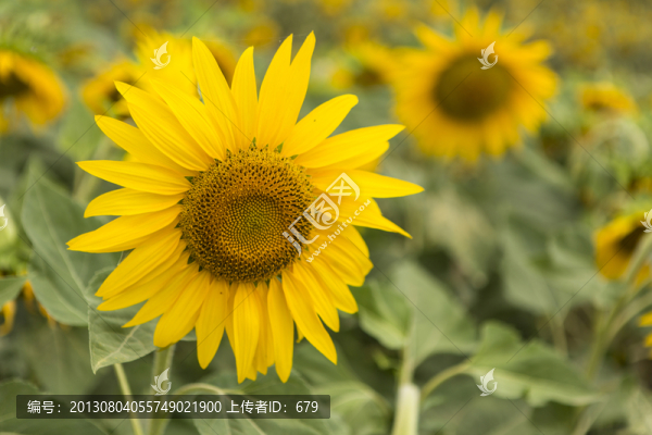 葵花開