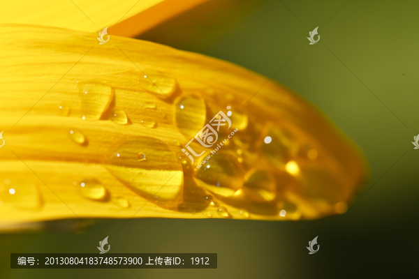 露珠