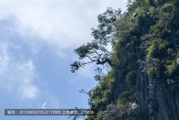 高山巖石上的樹