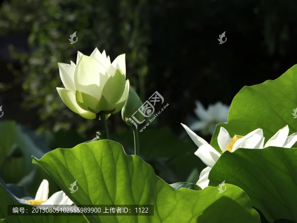 荷花