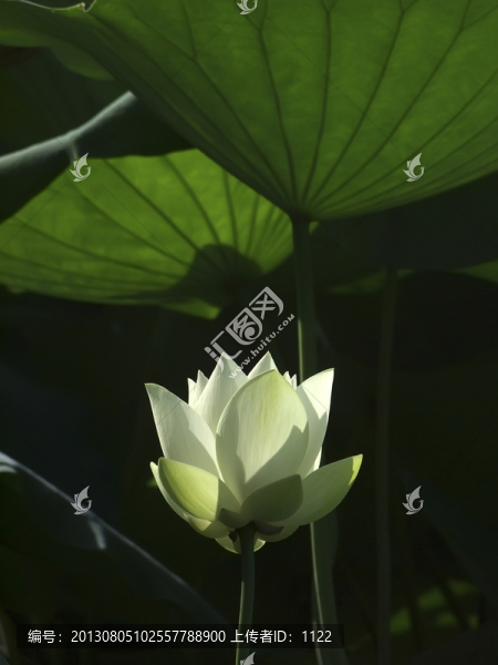 荷花