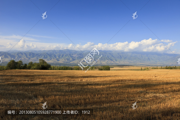 田野
