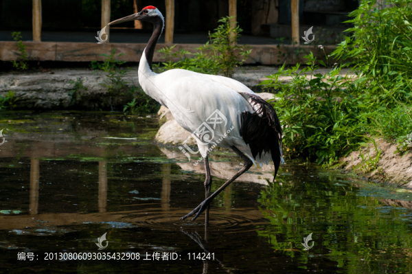 丹頂鶴