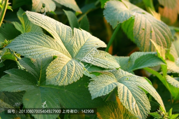 植物葉脈