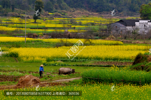 婺源田園風(fēng)光