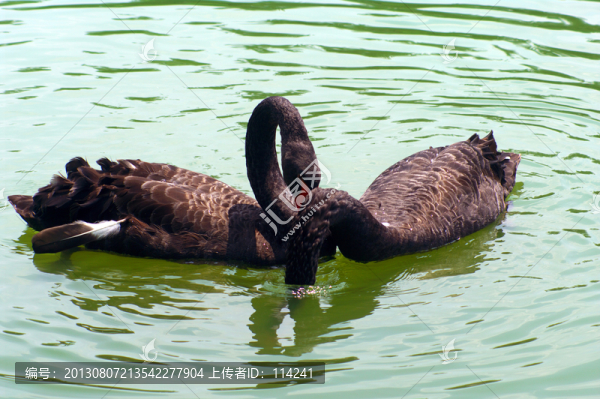 黑天鵝