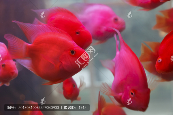 鸚鵡魚