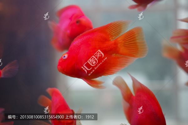 鸚鵡魚