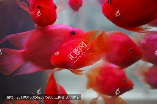 鸚鵡魚