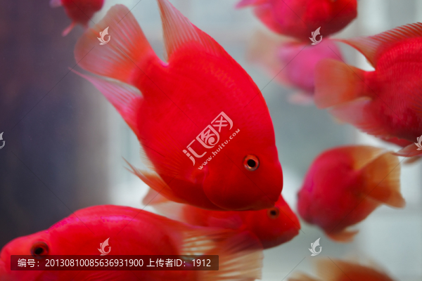鸚鵡魚