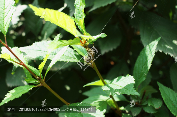 蜘蛛