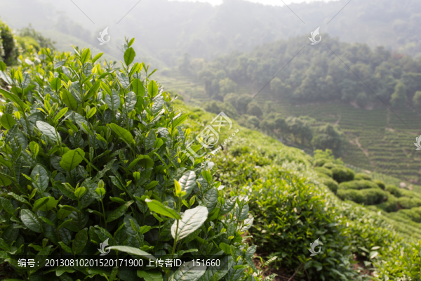 茶樹茶園