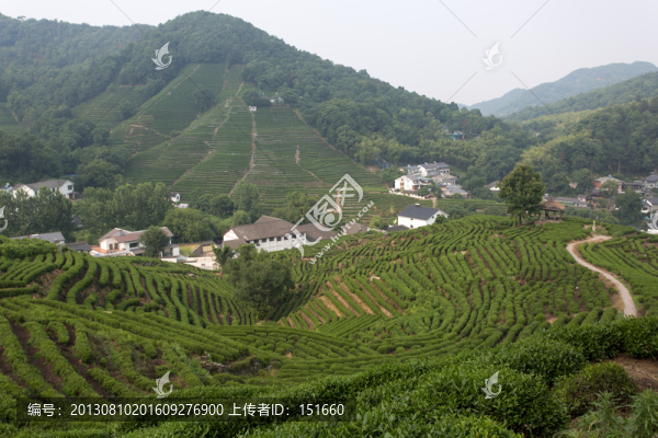 杭州龍井茶園