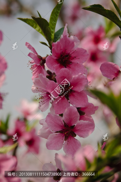 桃花