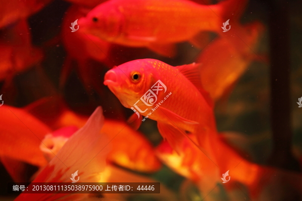 觀賞魚
