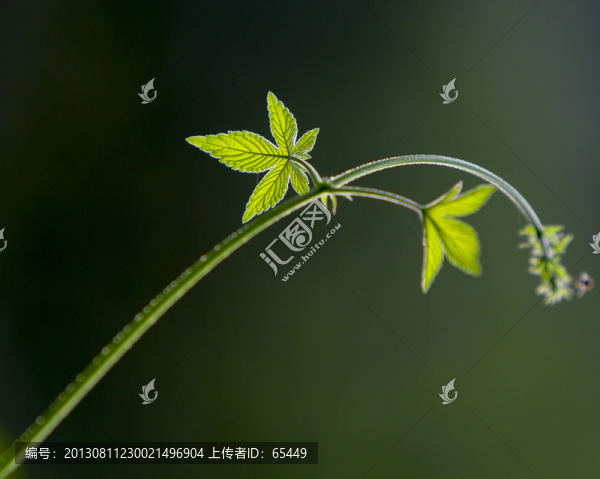 純凈背景下的葉子