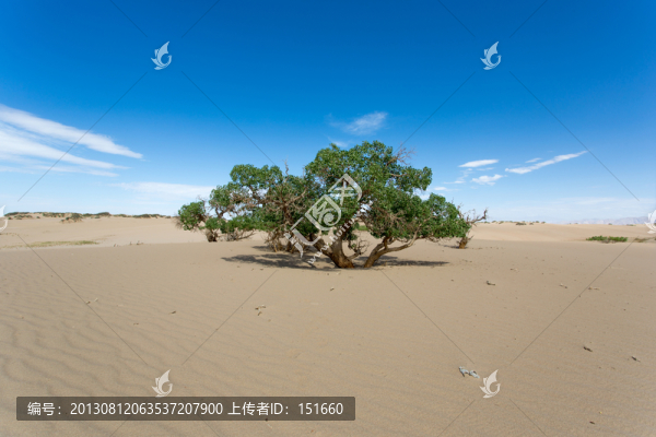 沙漠中的胡楊樹(shù)