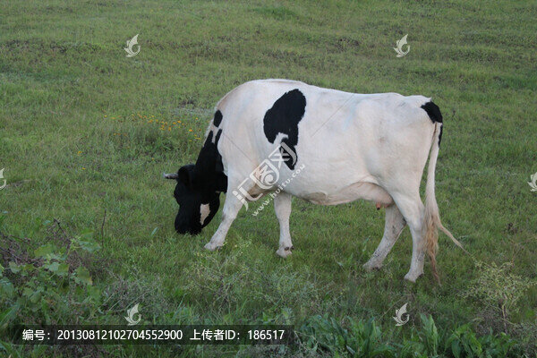 奶牛