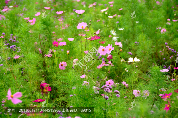 波斯菊,,格桑花
