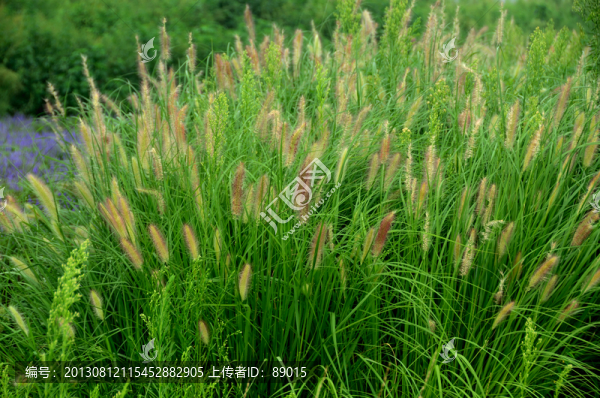 茅草叢