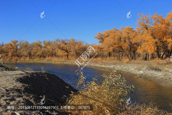 額濟(jì)納,胡楊林,黑水河