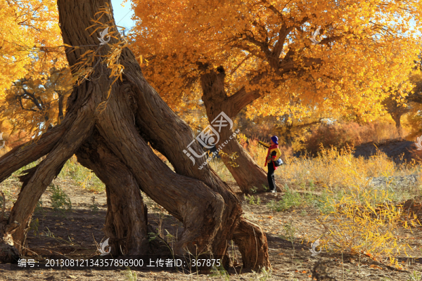 額濟納,胡楊樹,天然盆景