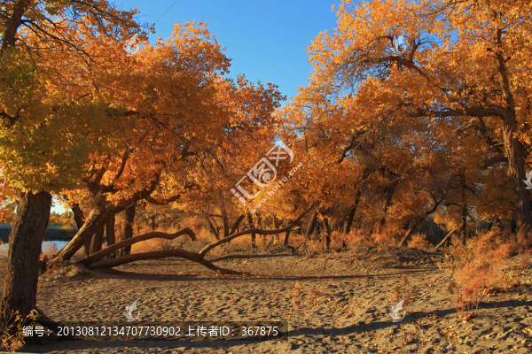 額濟納,胡楊林